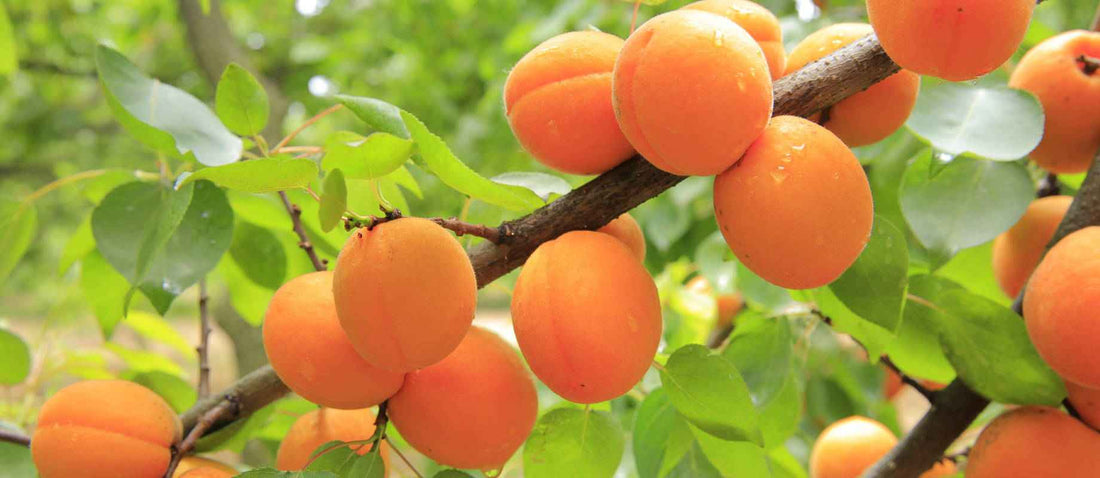 Stutzen den Aprikosenbaum (Prunus Armeniaca)