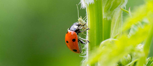 Biologische Bekämpfung von Läusen