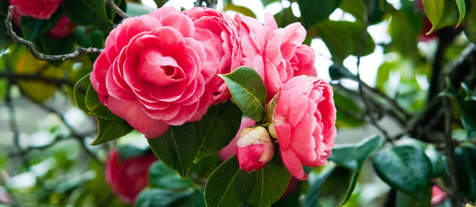 Camellia japonica: Pflanz- und Pflegetipps