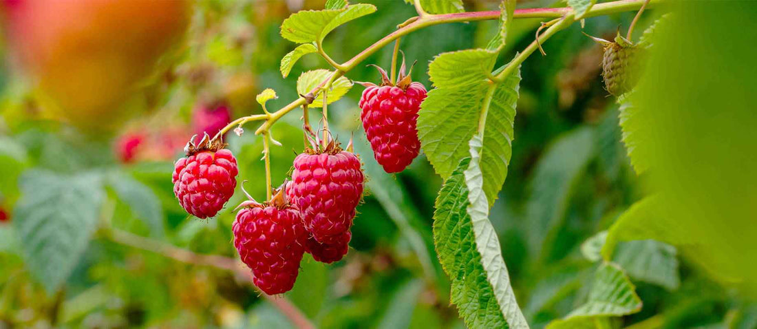Stutzen den Himbeerbaum (Rubus idaeus)