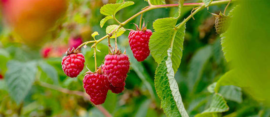 Stutzen den Himbeerbaum (Rubus idaeus)