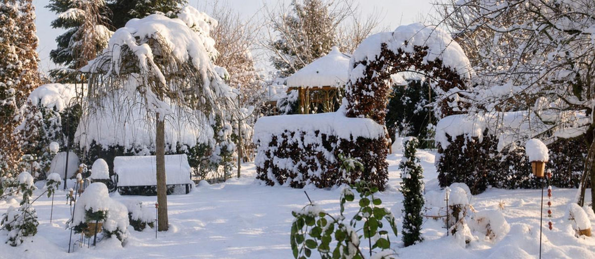 Winterfeste Top-Pflanzen, die im Herbst Ihren Garten schmücken