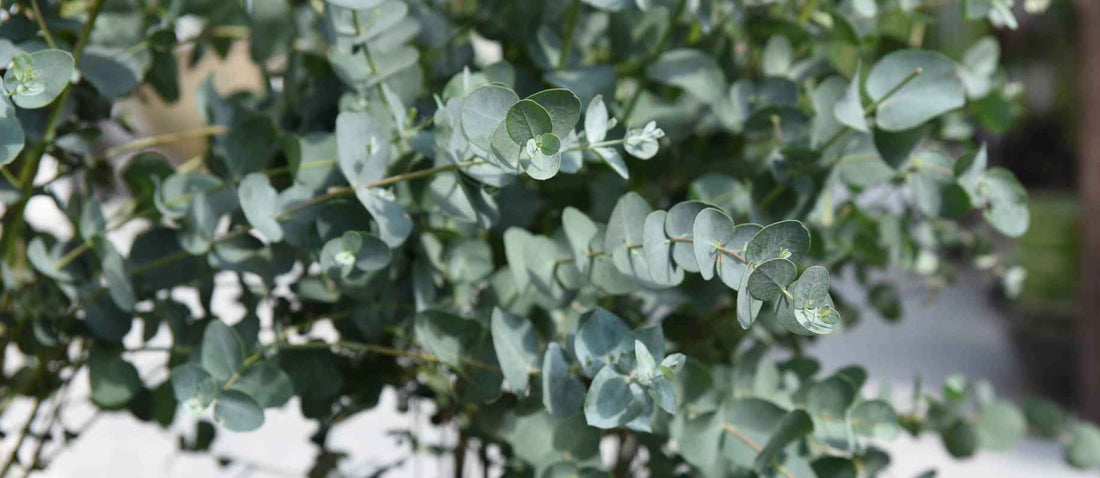Stutzen der Eucalyptus (Eucalyptus gunni)