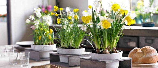 Blumenzwiebeln für drinnen