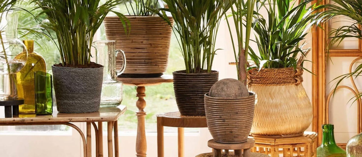 Botanischer Trend: Pflanzen in Körben