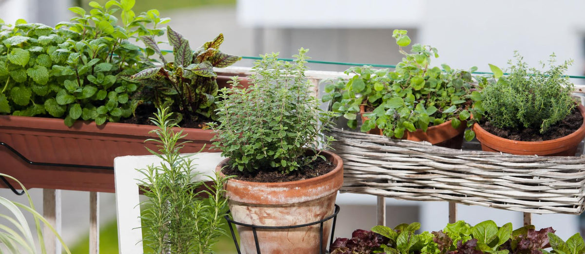 Urbaner Gartenbau