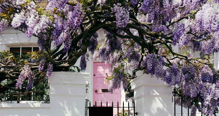 Blauregen: Ein begeisternder Wasserfall von Blüten (wisteria)