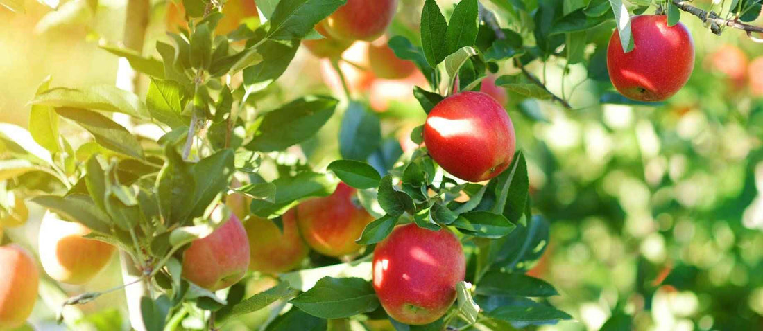 Obstbäume schneiden: wann und wie?