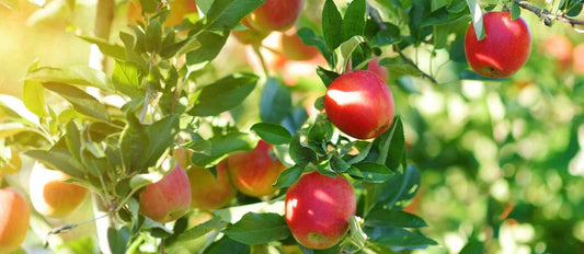 Obstbäume schneiden: wann und wie?