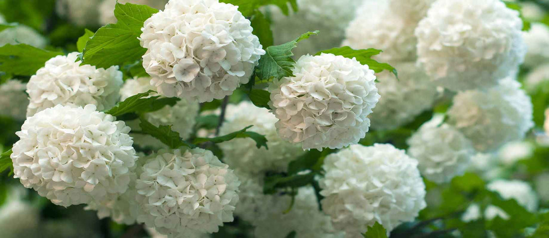 Stutzen des Schneeballs (Viburnum)