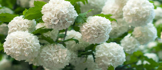 Stutzen des Schneeballs (Viburnum)