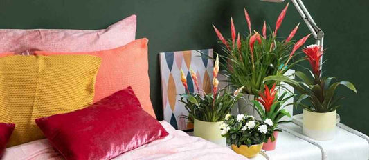 Zimmerpflanzen in Ihrem Interieur