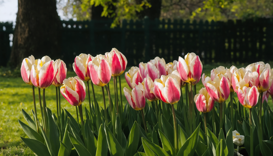 Weiße Tulpen: Symbole der Reinheit
