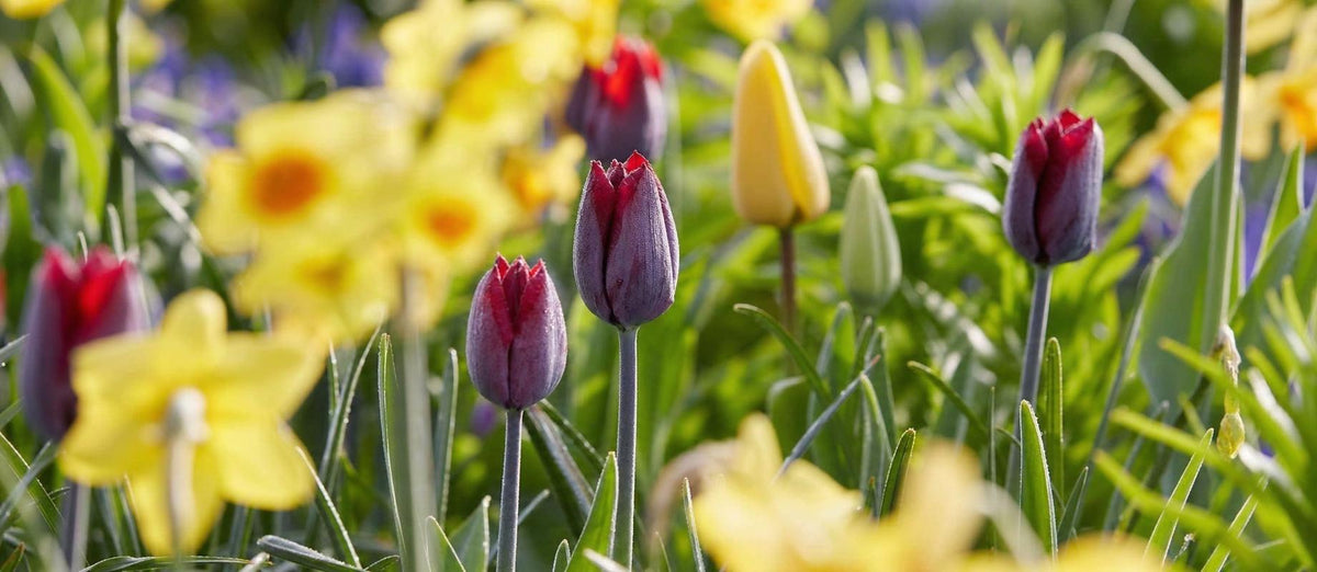 Die Pflege von Blumenzwiebeln nach der Blüte