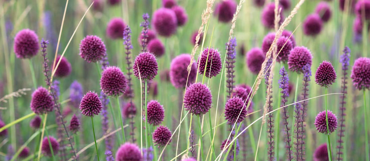 Allium, wunderschöner Zierlauch