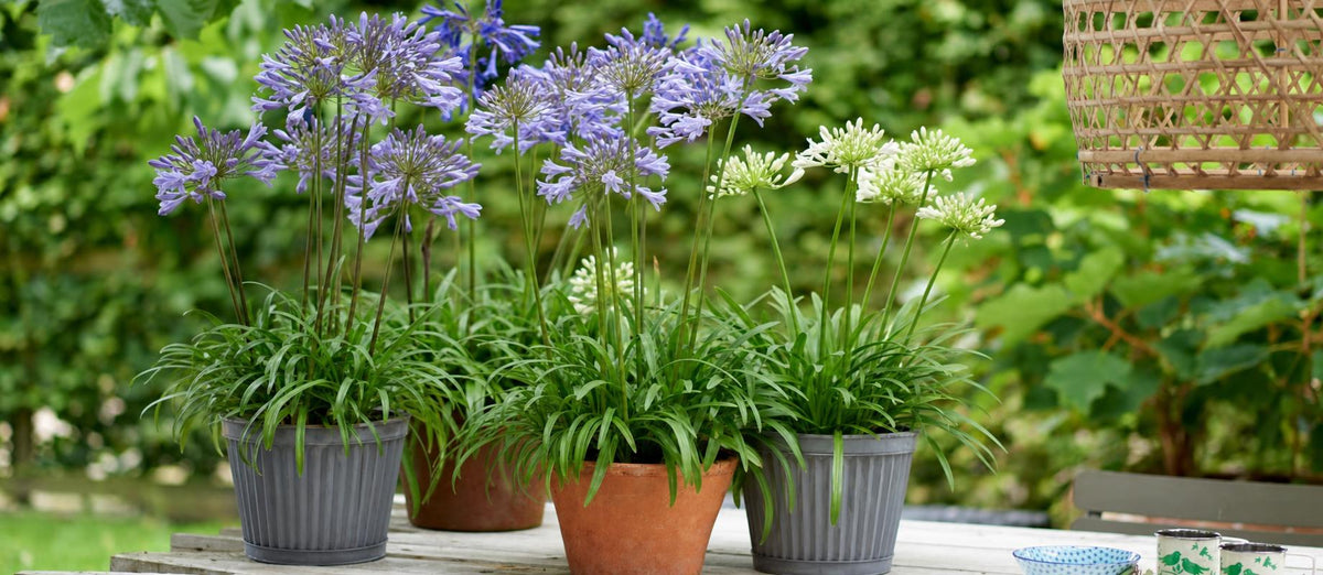 Agapanthus, die Afrikanische Lilie