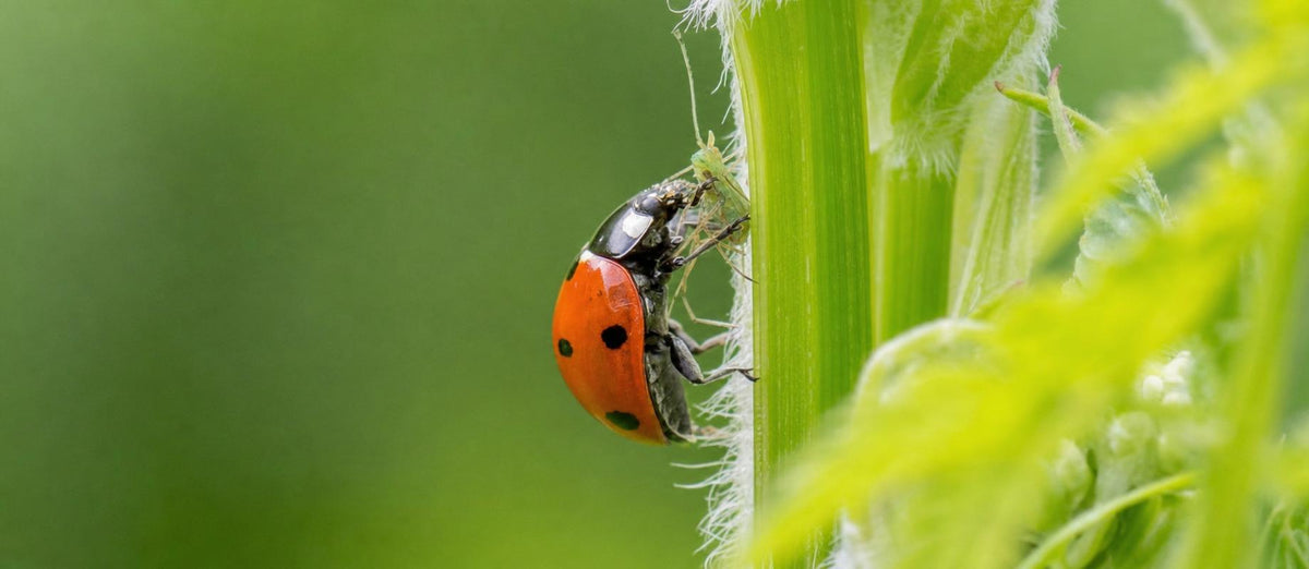Biologische Bekämpfung von Läusen