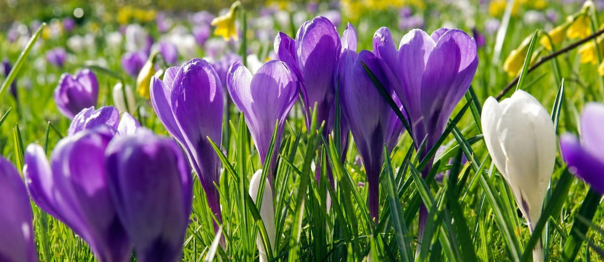 Der Krokus weckt Frühlingsgefühle