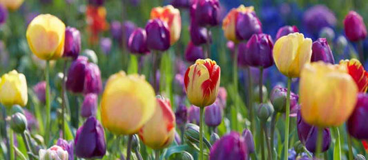 Tulpenzwiebeln pflanzen