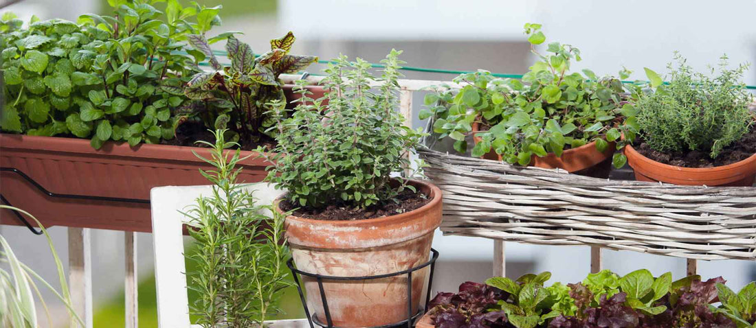 Urbaner Gartenbau