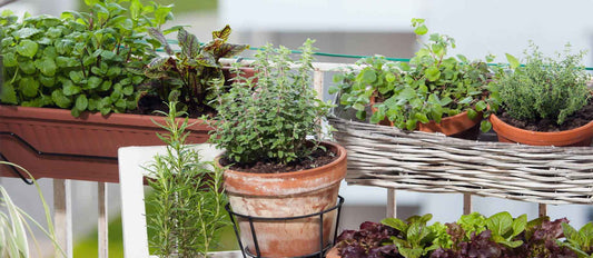 Urbaner Gartenbau