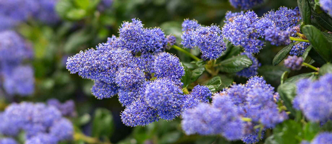 Stutzen der Säckelblume (Ceanothus)