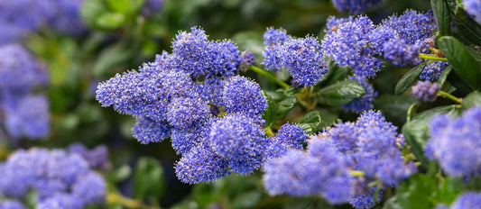 Stutzen der Säckelblume (Ceanothus)