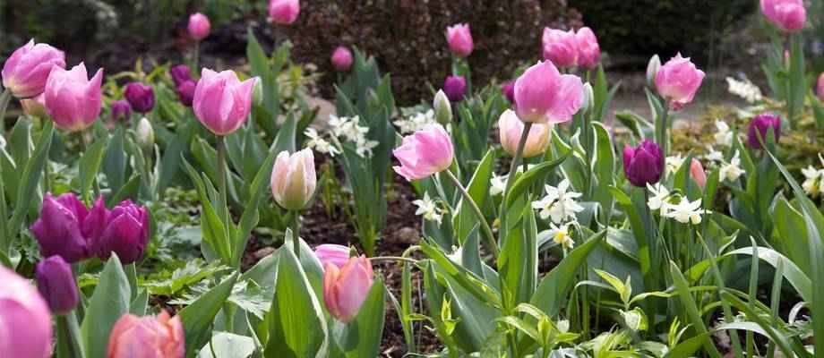 Die 5 Blumenzwiebel-Tipps