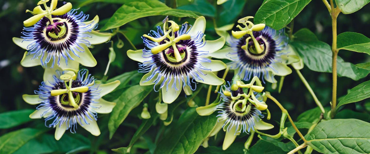 Passionsblume im Topf anbauen: praktischer Leitfaden