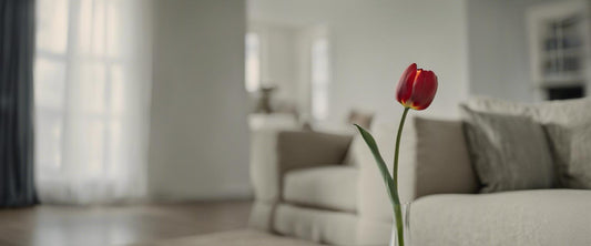 Pflegeleitfaden für Tulpen