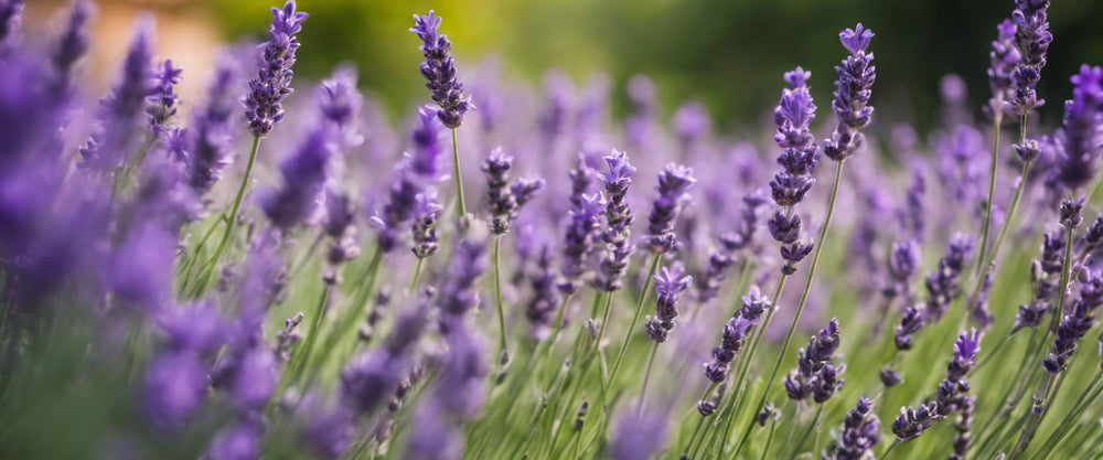Wesentliche Pflegetipps für Ihren Lavendel