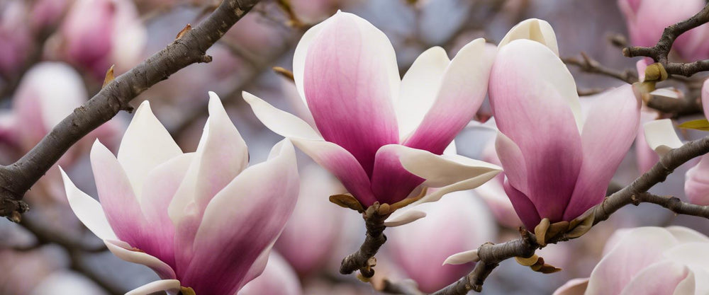 Wie man Magnolien pflegt