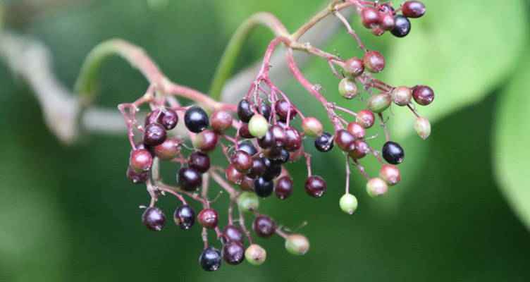 Stutzen der Holunder (Sambucus)