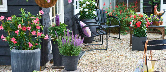 Terrassenpflanzen im Topf verleihen der Terrasse Farbe!