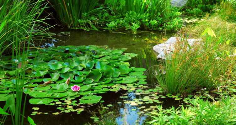Wie halt man Seinen Teich klar und gesund
