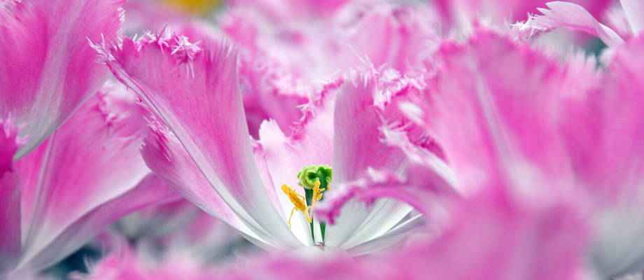 Top 5 der ausgefallensten blumenzwiebeln