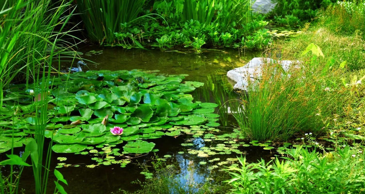 Wie halt man Seinen Teich klar und gesund