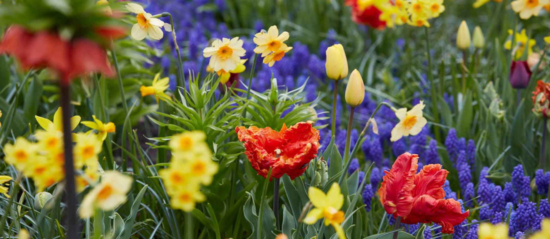 Top 10 Blumenzwiebeln