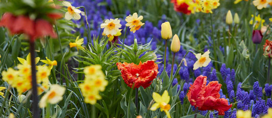 Top 10 Blumenzwiebeln