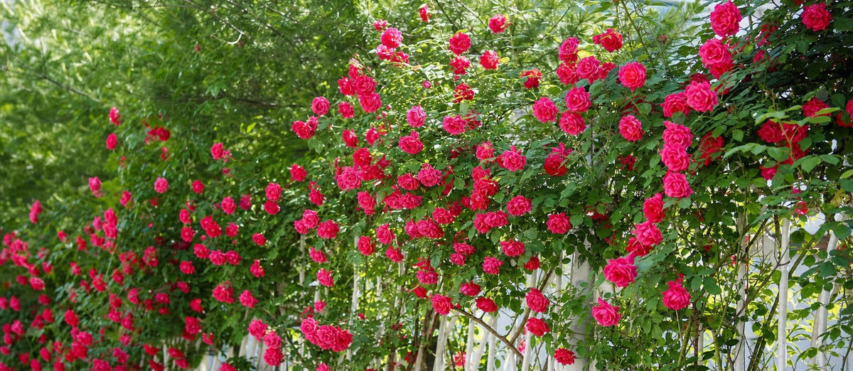 Kletterrosen