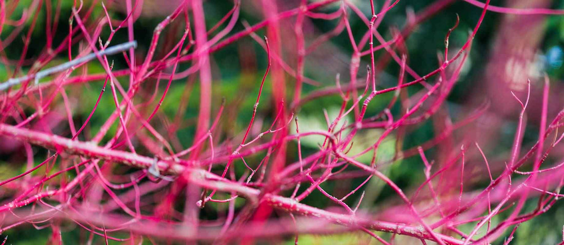 Stutzen die Hartriegel (Cornus sanguinea)