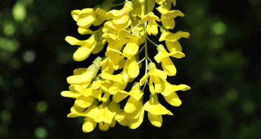 Stutzen den Goldregen (Laburnum)