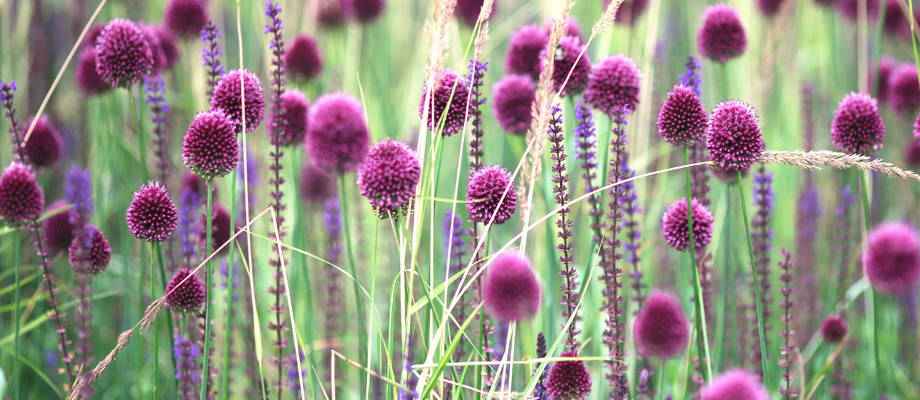 Allium, wunderschöner Zierlauch
