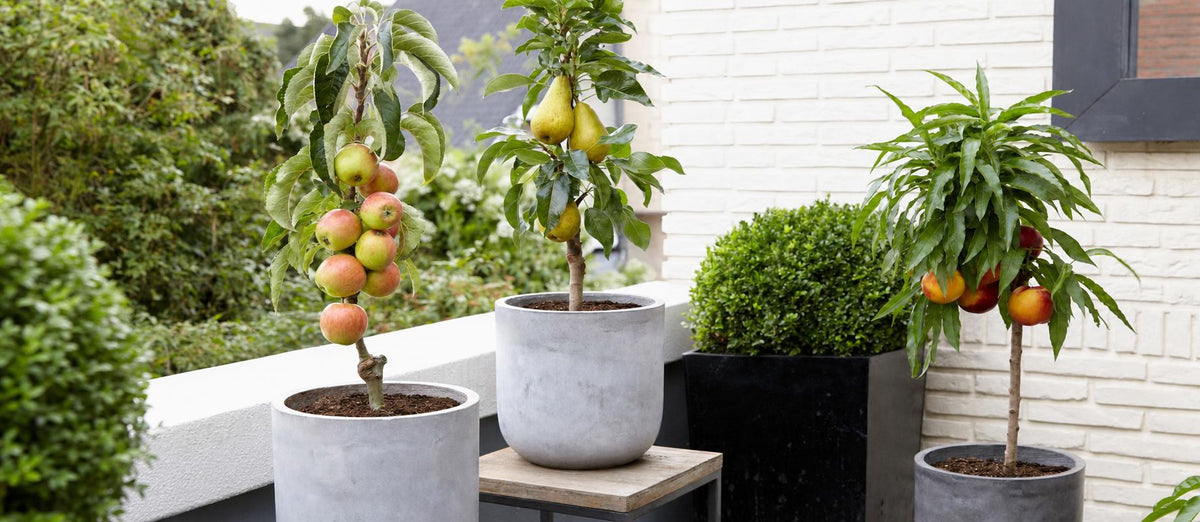 Obst auf dem Balkon oder der Terrasse