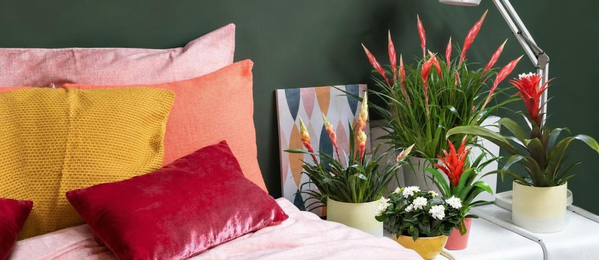 Zimmerpflanzen in Ihrem Interieur