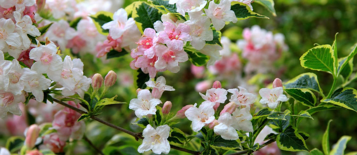 Stutzen die Weigelie (Weigelia)