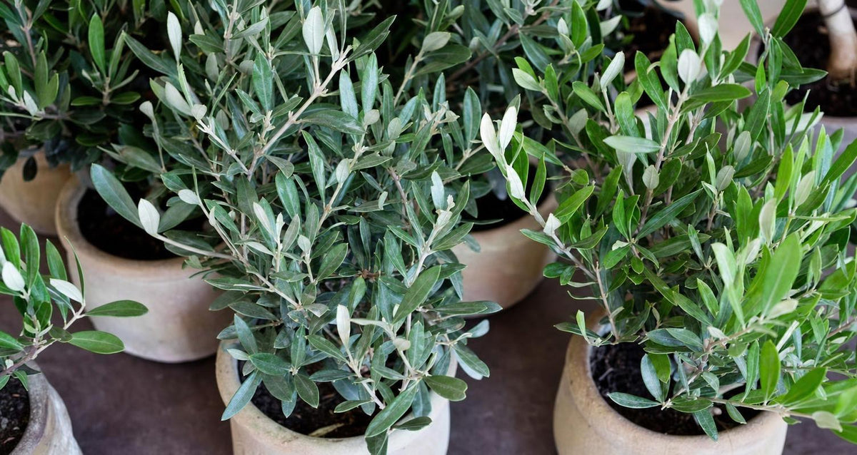 Mediterraner Schmuck für den Garten: der Olivenbaum