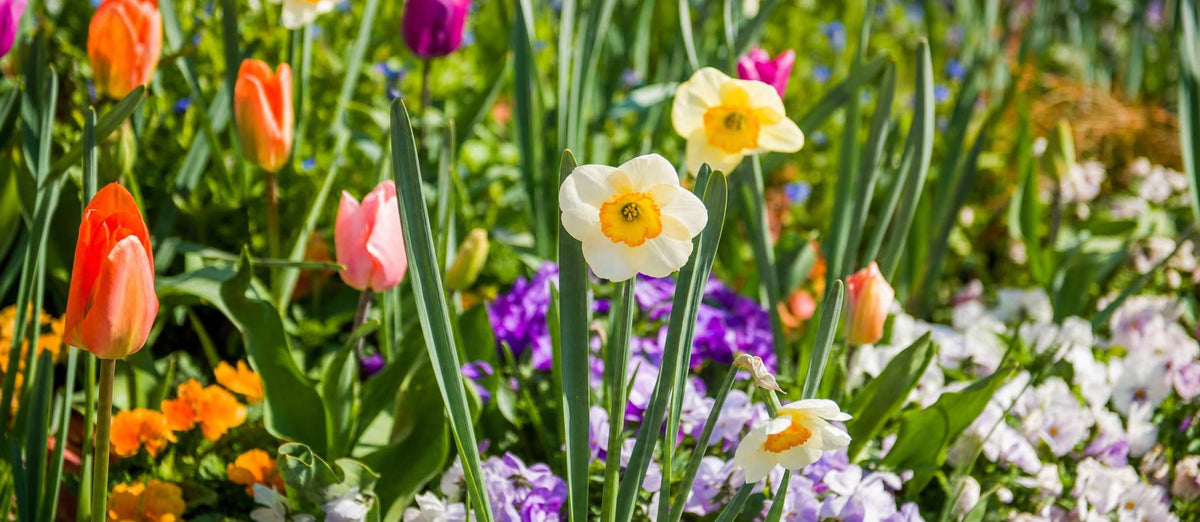 Bereiten Sie Ihren Garten auf den Frühling vor