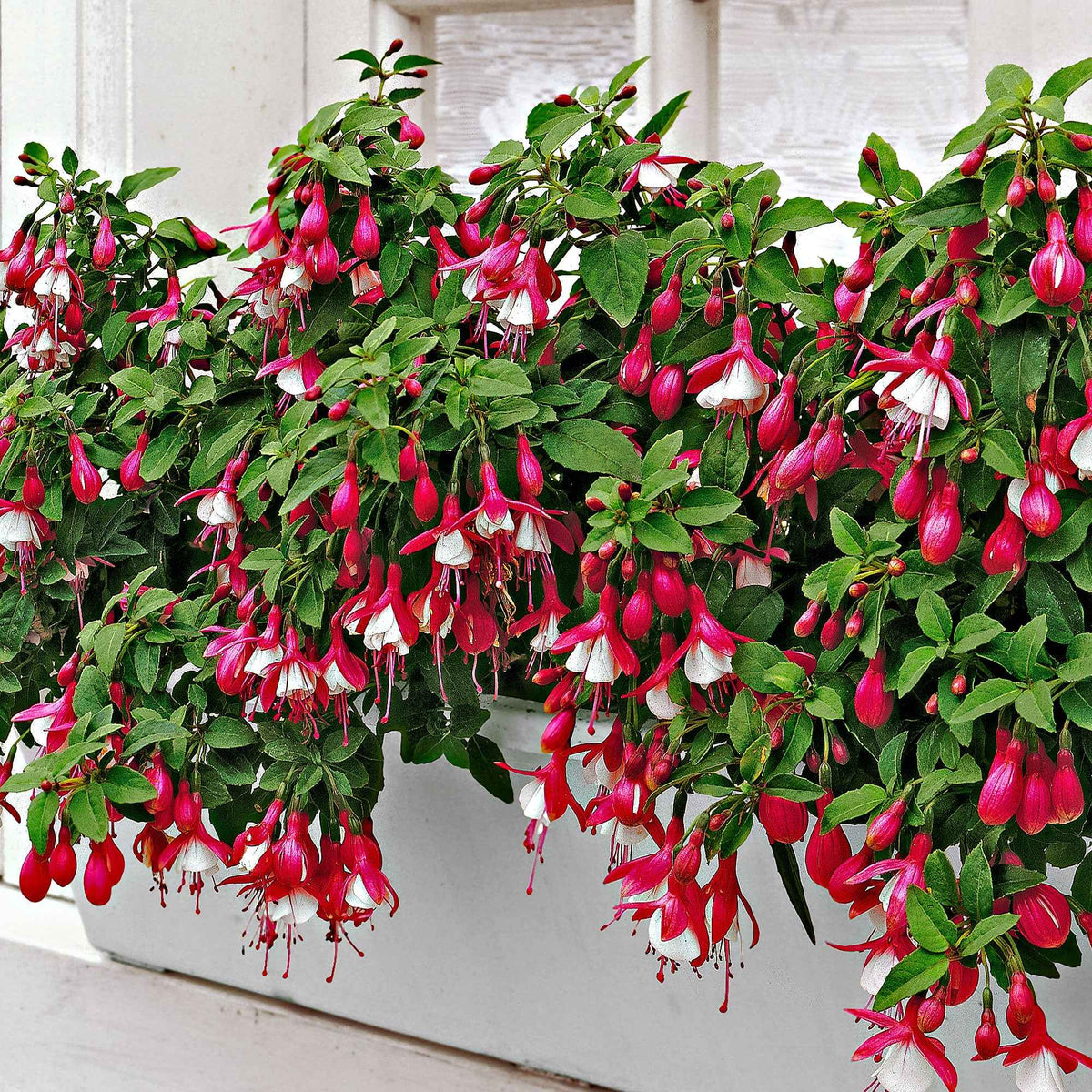 Baumfuchsie - Fuchsia arborescens