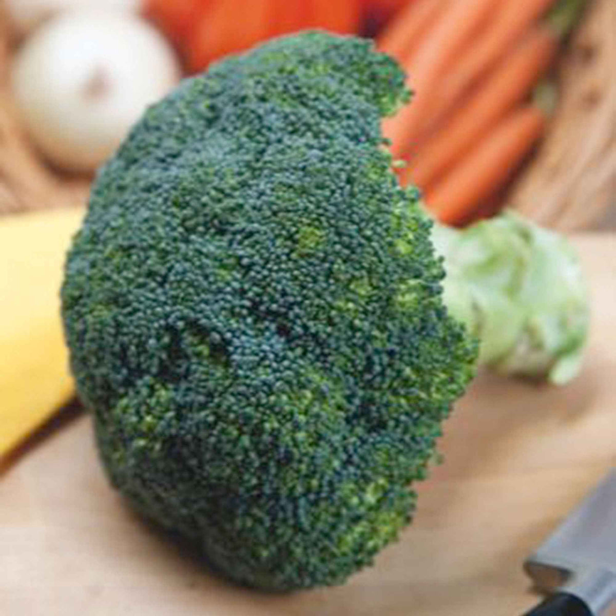 Samen für Kohl